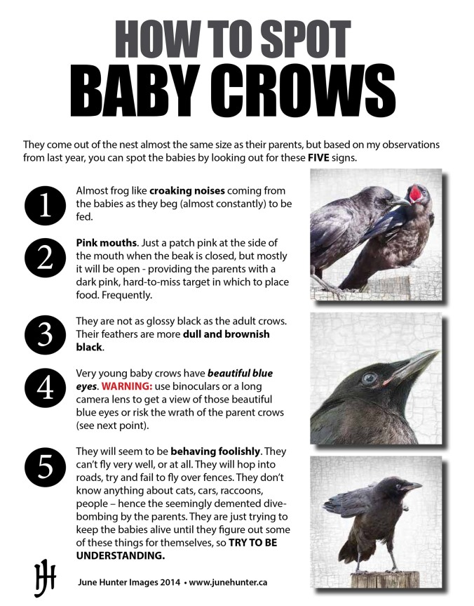 Guide to Baby Crows