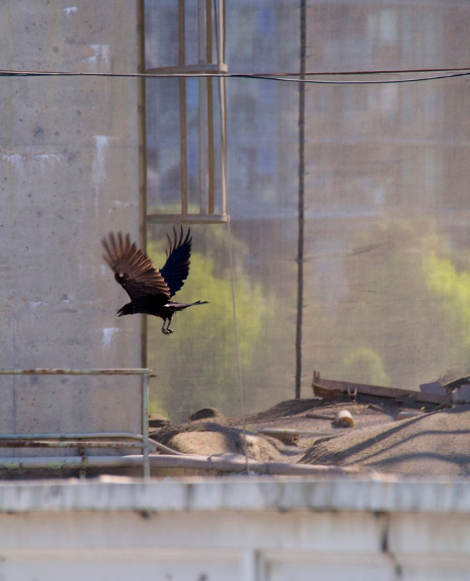 A raven soars effortlessly over the Granville Island cement plant.