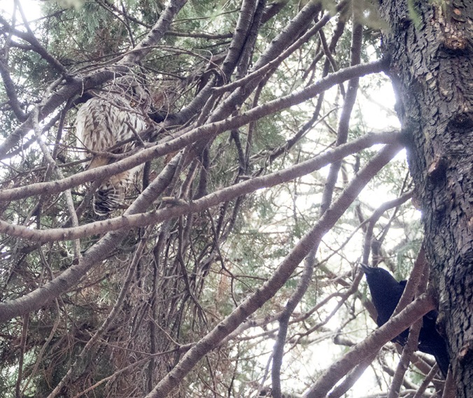 The Barred owl attempts to get some shut-eye in spite of the crow racket.