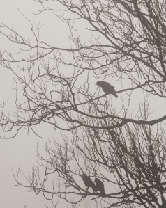 Another group of crow sentries in the lombardy poplars.
