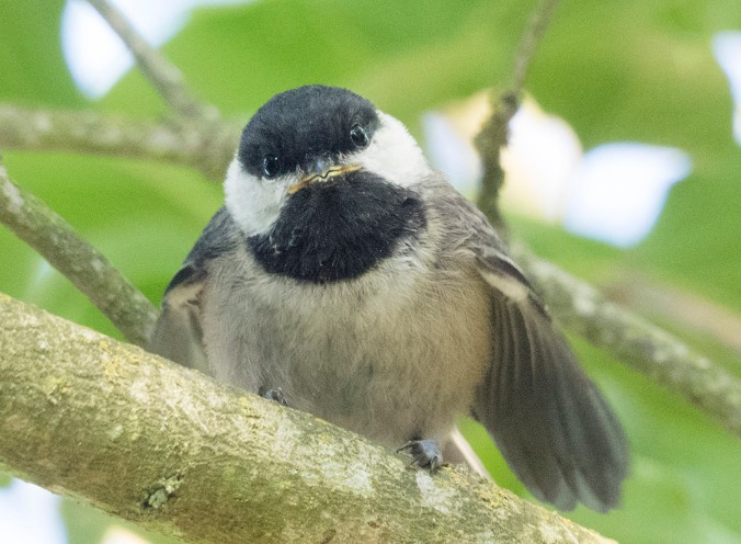 It's really hard to picture anything much cuter than a baby chickadee.