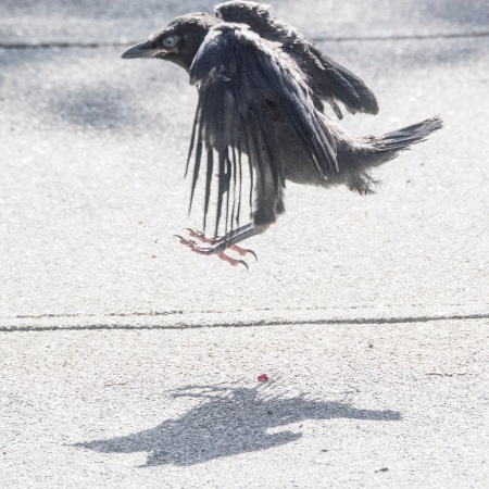 Baby crow tries to fly, photography by June Hunter, part of The Urban Nature Enthusiast blog post Real Baby Crows of East Van, image copyright June Hunter 2017