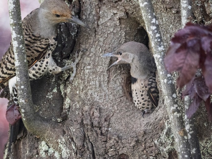 Baby Northern Flicker with Parent, photo by © June Hunter Images, 2017