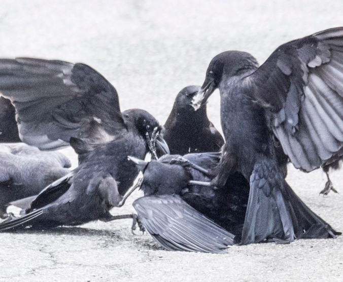 Crow Fight 5