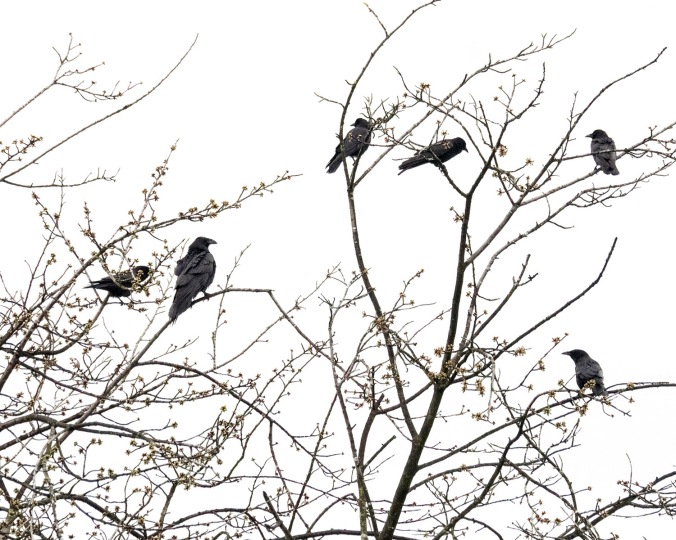 Raven Crow Detente