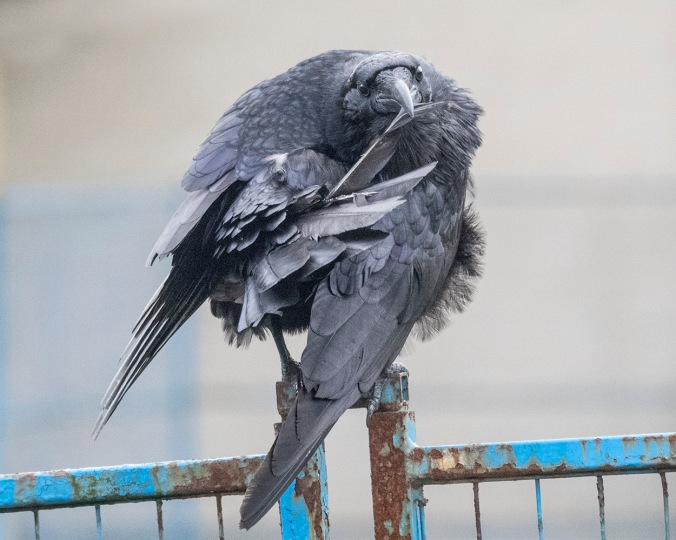 Raven Grooming
