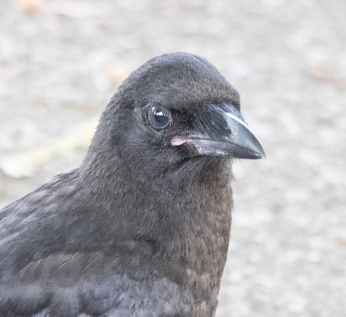 Grey Eyed Baby Crow