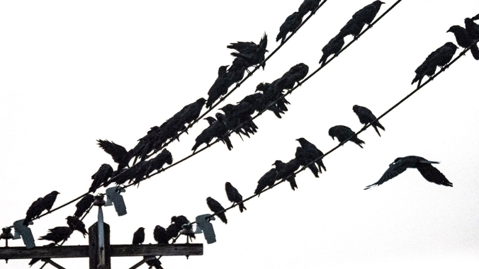 crow crowd on wires